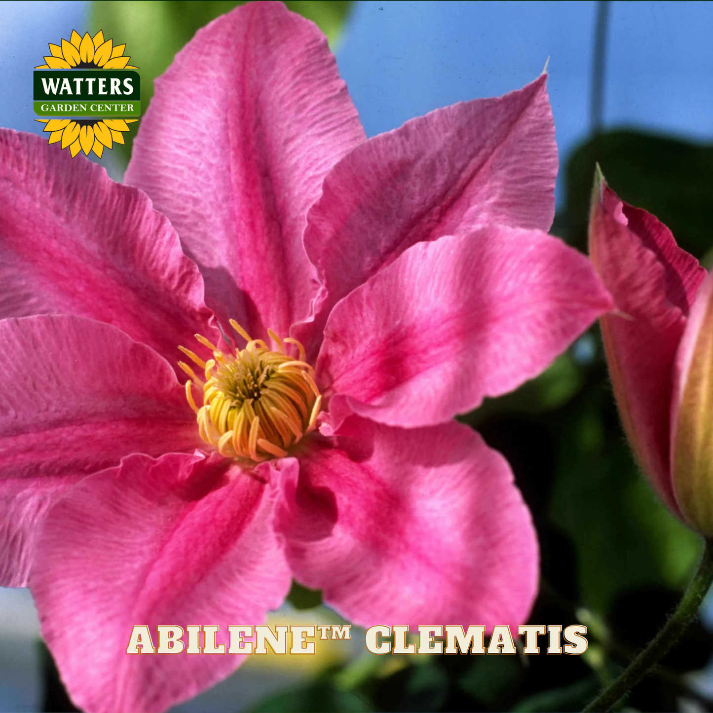Pink clematis flower with yellow center and 'Watters Garden Center' branding.