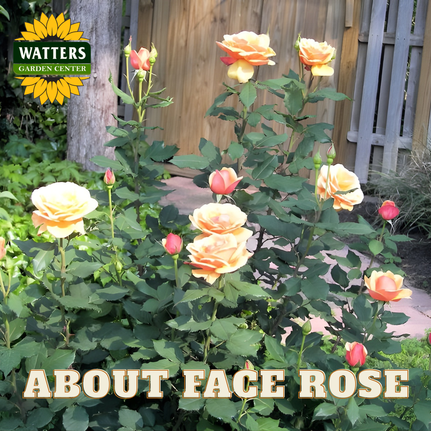 Rose bush with flowers and green leaves, branded with Watters Garden Center, on a garden background.