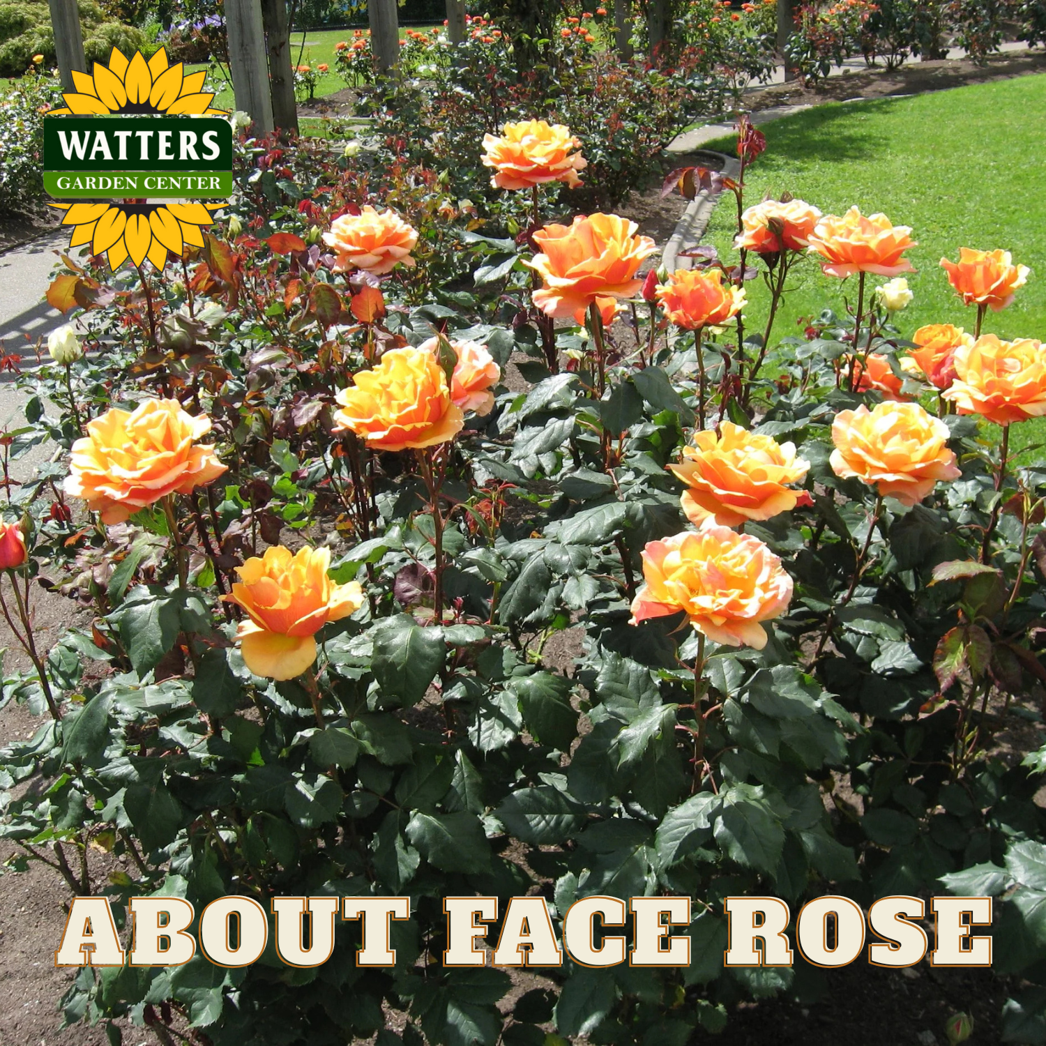 Garden scene with 'About Face Rose' and Watters Garden Center branding.