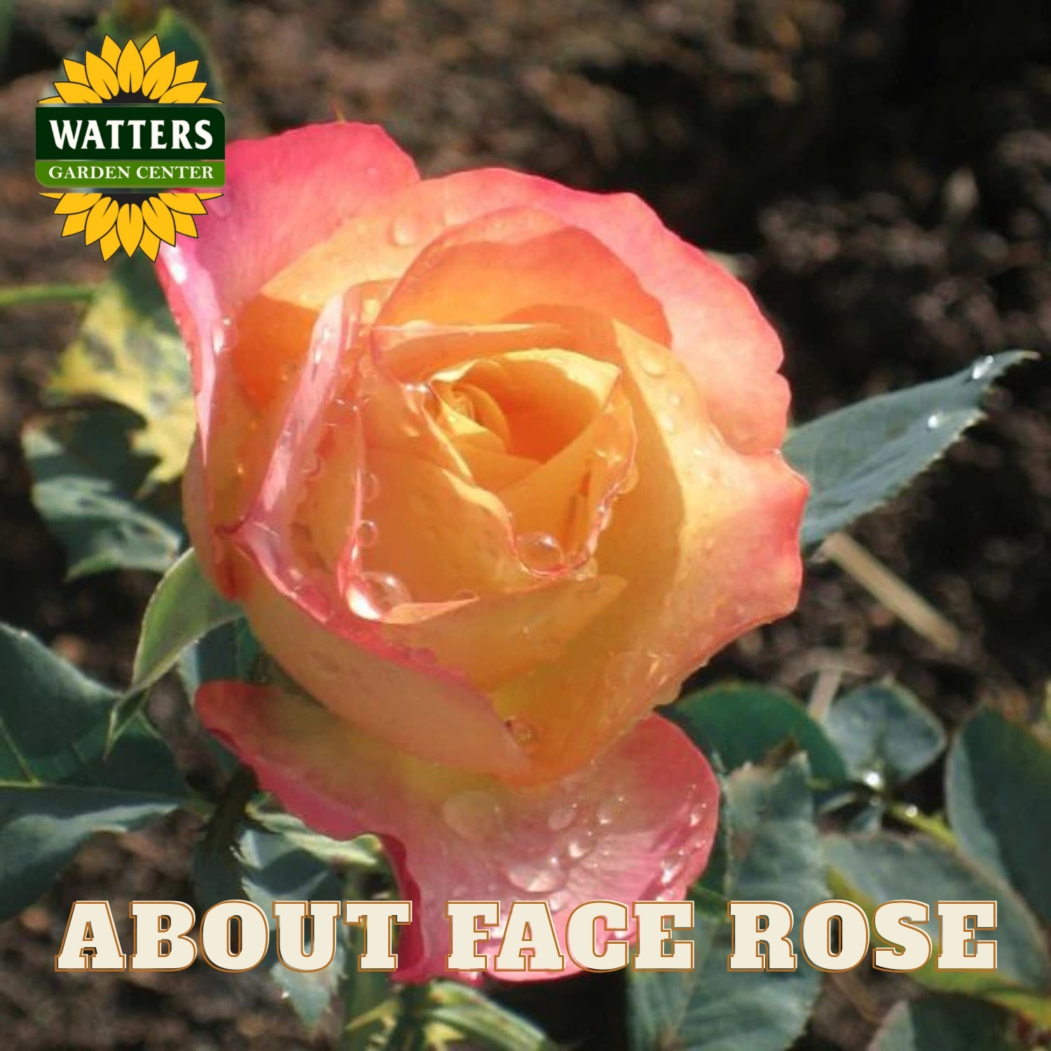 Rose with water droplets on petals, labeled 'Watters Garden Center' and 'About Face Rose'.