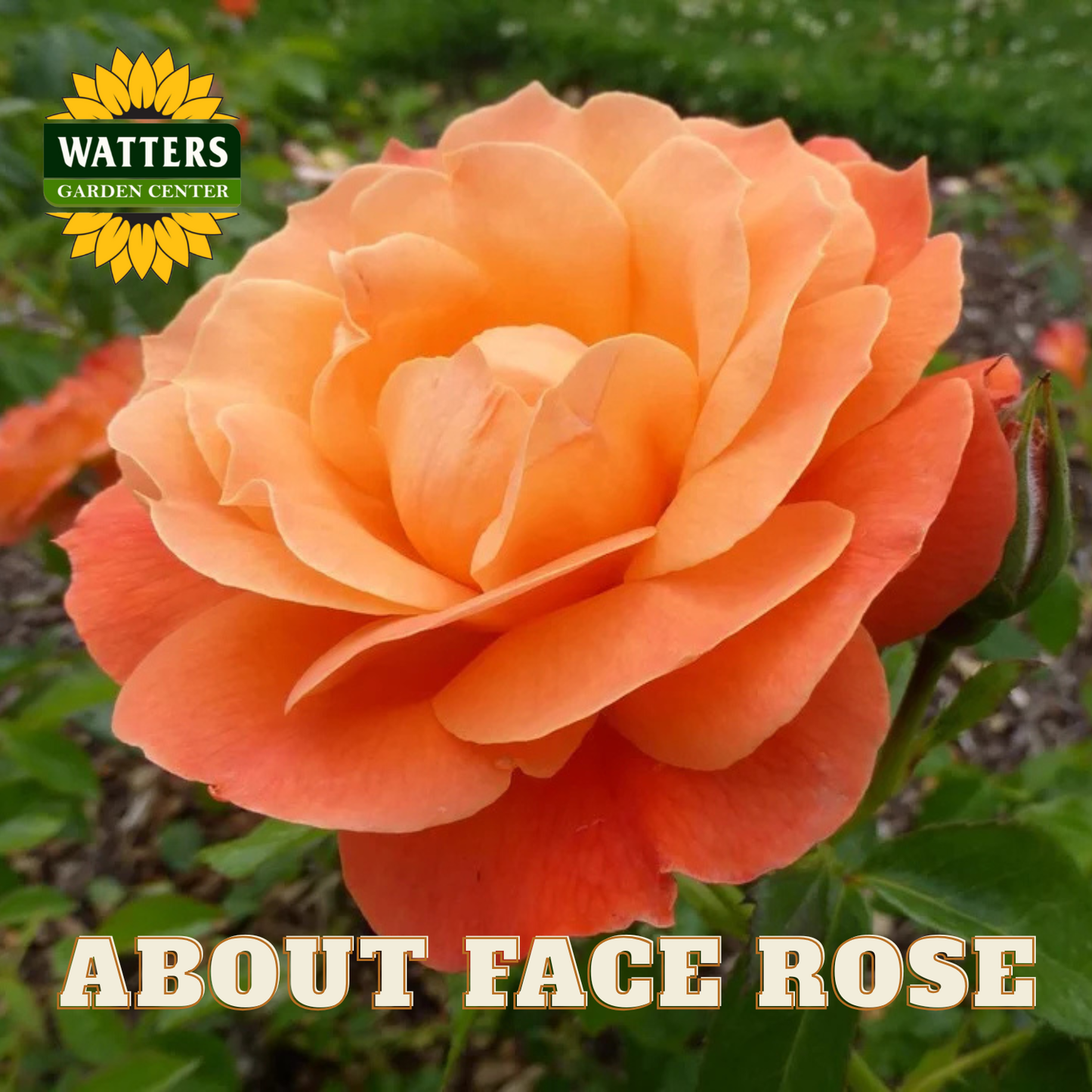 Orange rose with 'Watters Garden Center' logo and text overlay.