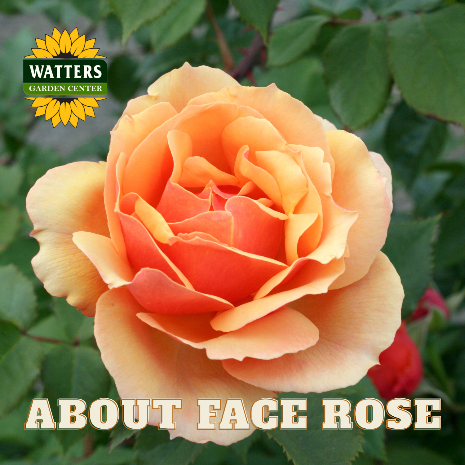 Orange rose with green leaves and Watters Garden Center logo.
