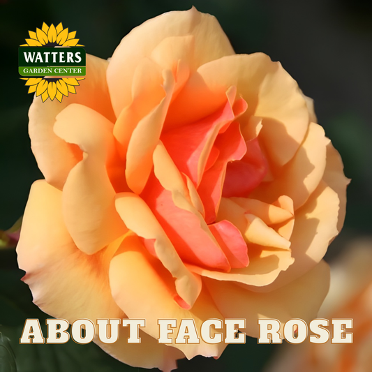Close-up of a peach-colored rose with 'Watters Garden Center' logo and text.