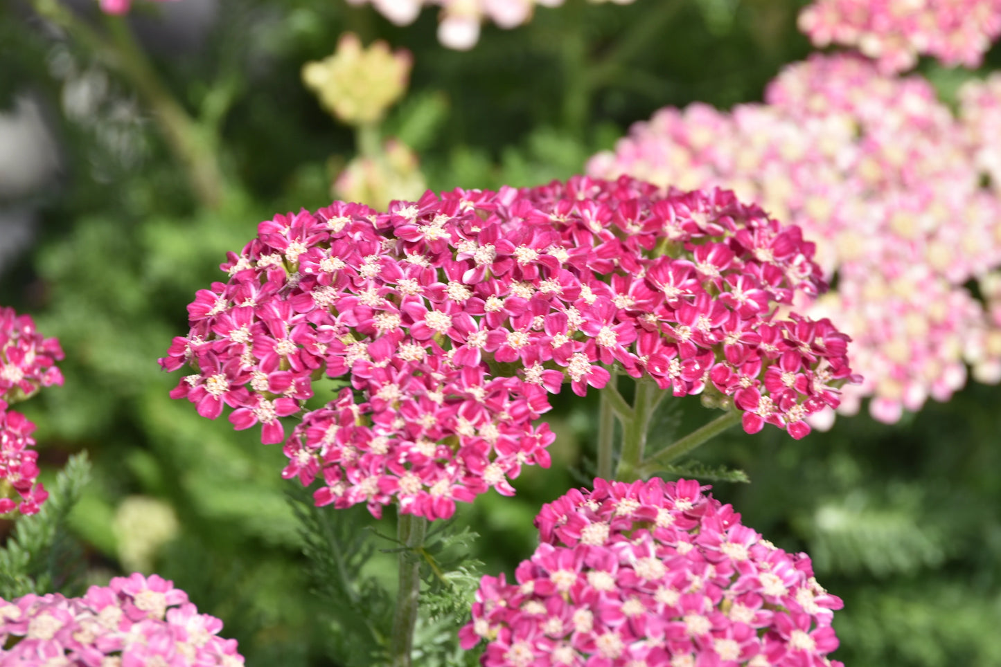 DESERT EVE ROSE YARROW 1gal