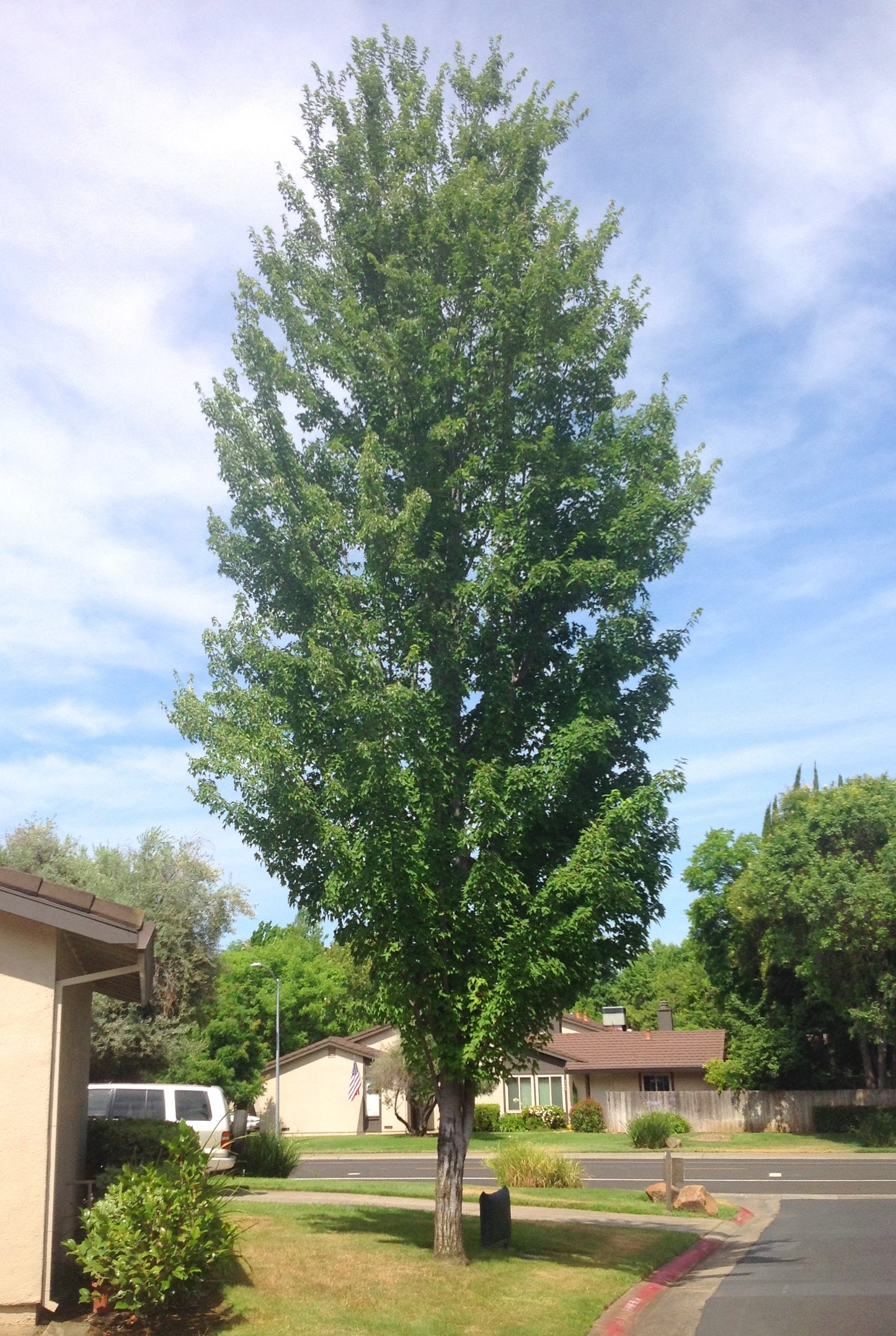 ARMSTRONG MAPLE TREE 10gal