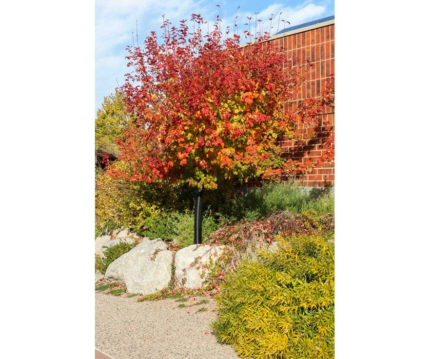 AMUR FLAME MAPLE TREE 15gal