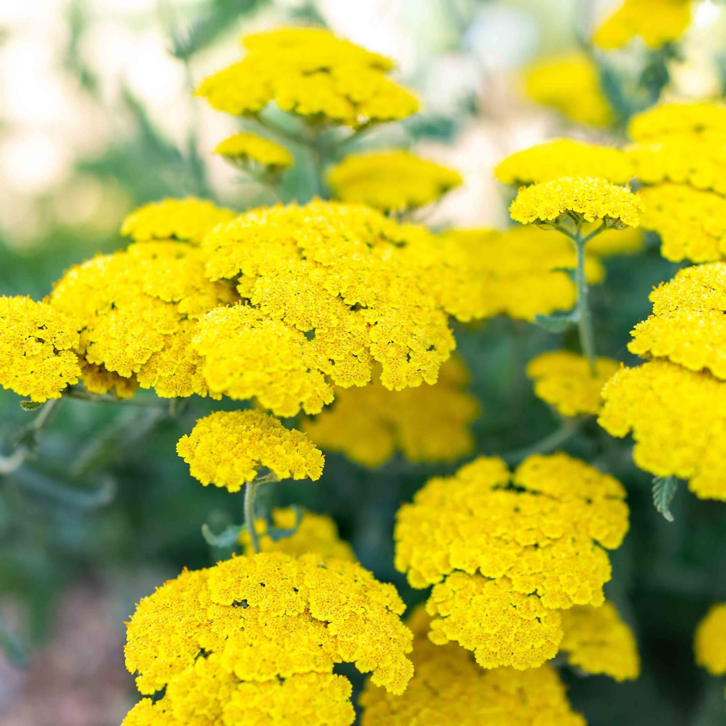 MOONSHINE YARROW 1gal
