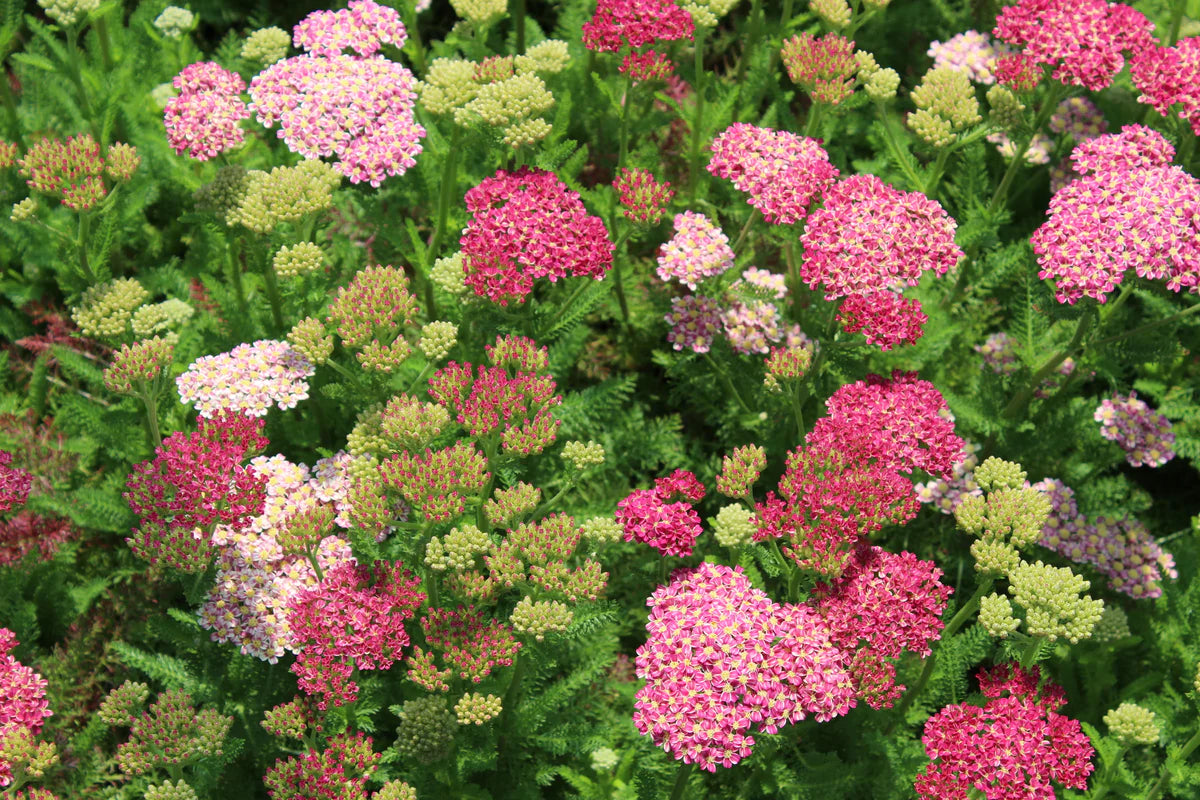 DESERT EVE ROSE YARROW 1gal