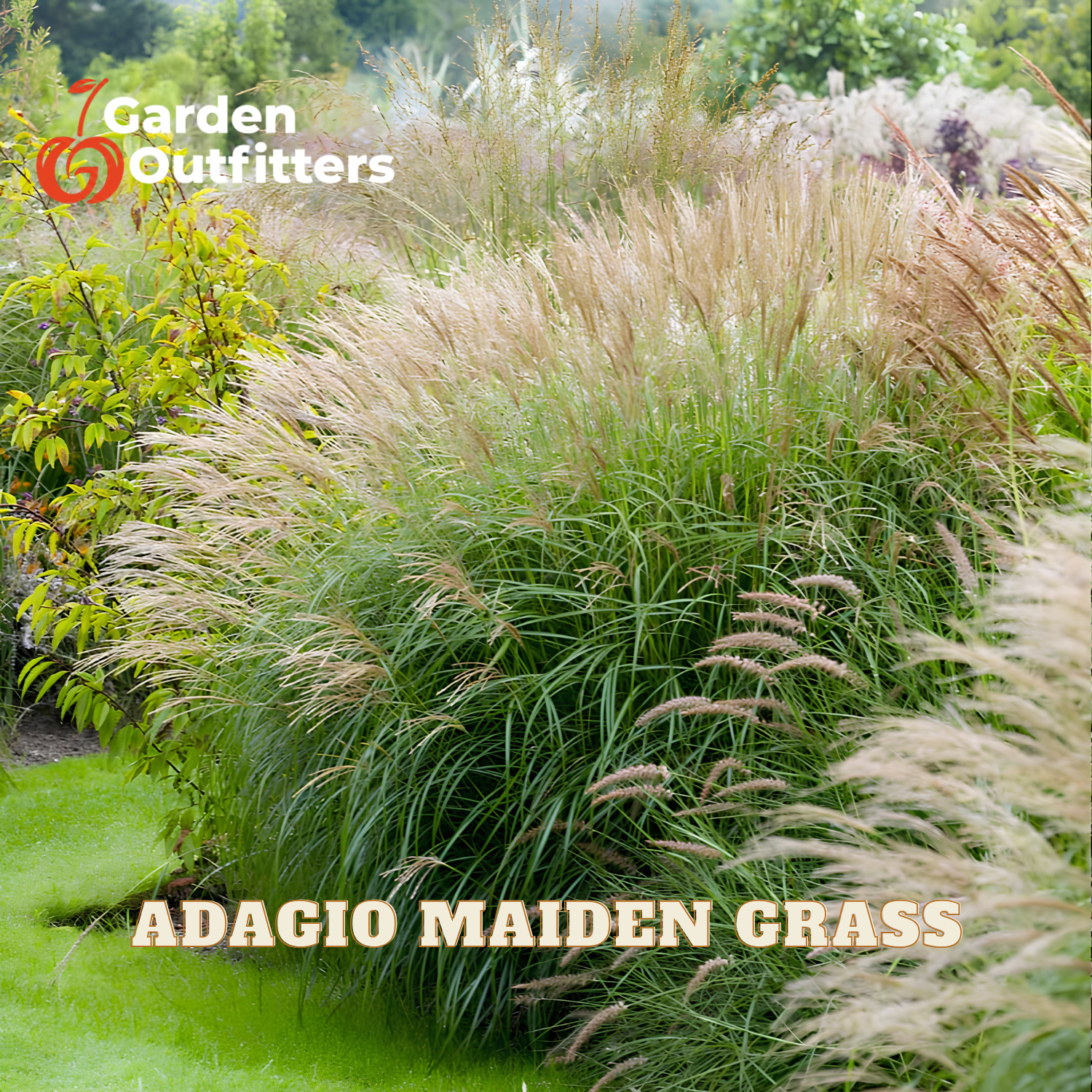 A large clump of Adagio Maiden Grass with feathery beige plumes and green blades, shown in a garden setting with a green lawn and other plants. The text 'ADAGIO MAIDEN GRASS' is displayed at the bottom, and the 'Garden Outfitters' logo is in the top left corner.