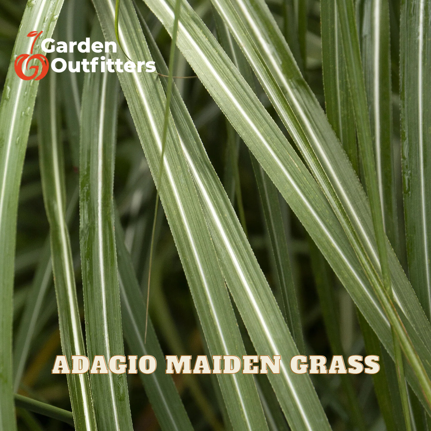 Close-up of Adagio Maiden Grass leaves with prominent white stripes on a green background, featuring the Garden Outfitters logo and 'ADAGIO MAIDEN GRASS' text overlays.