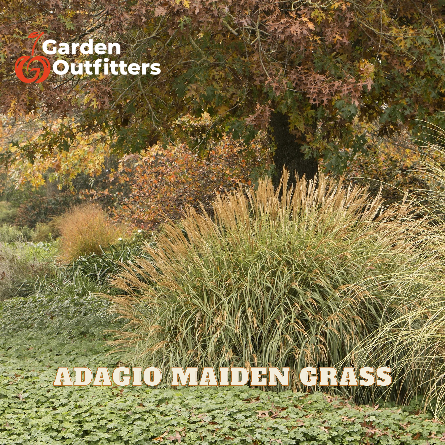 A large clump of Agagio Maiden Grass in a garden setting, surrounded by autumn foliage and a leafy ground cover. The text 'ADAGIO MAIDEN GRASS' is displayed at the bottom, and the 'Garden Outfitters' logo is in the top left corner.