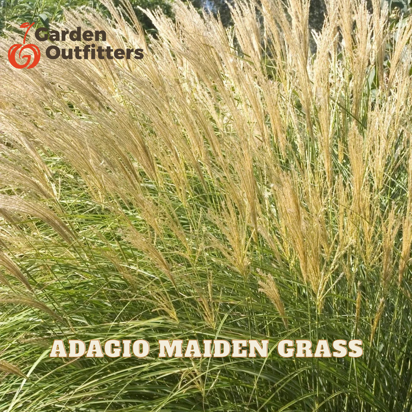 Adagio Maiden Grass ornamental grass with golden-tan feathery plumes and green foliage, shown in a close-up outdoor-style photo with Garden Outfitters branding and product text.