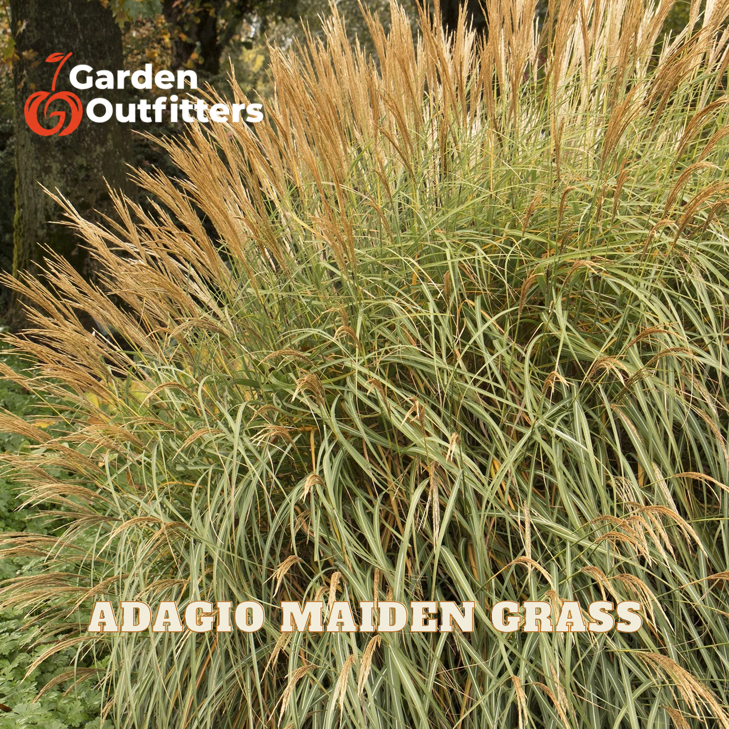 A dense clump of Adagio Maiden Grass with green leaves and golden-tan feathery plumes, photographed outdoors with a tree trunk in the background. The Garden Outfitters logo appears in the top left, and 'ADAGIO MAIDEN GRASS' is printed across the bottom.