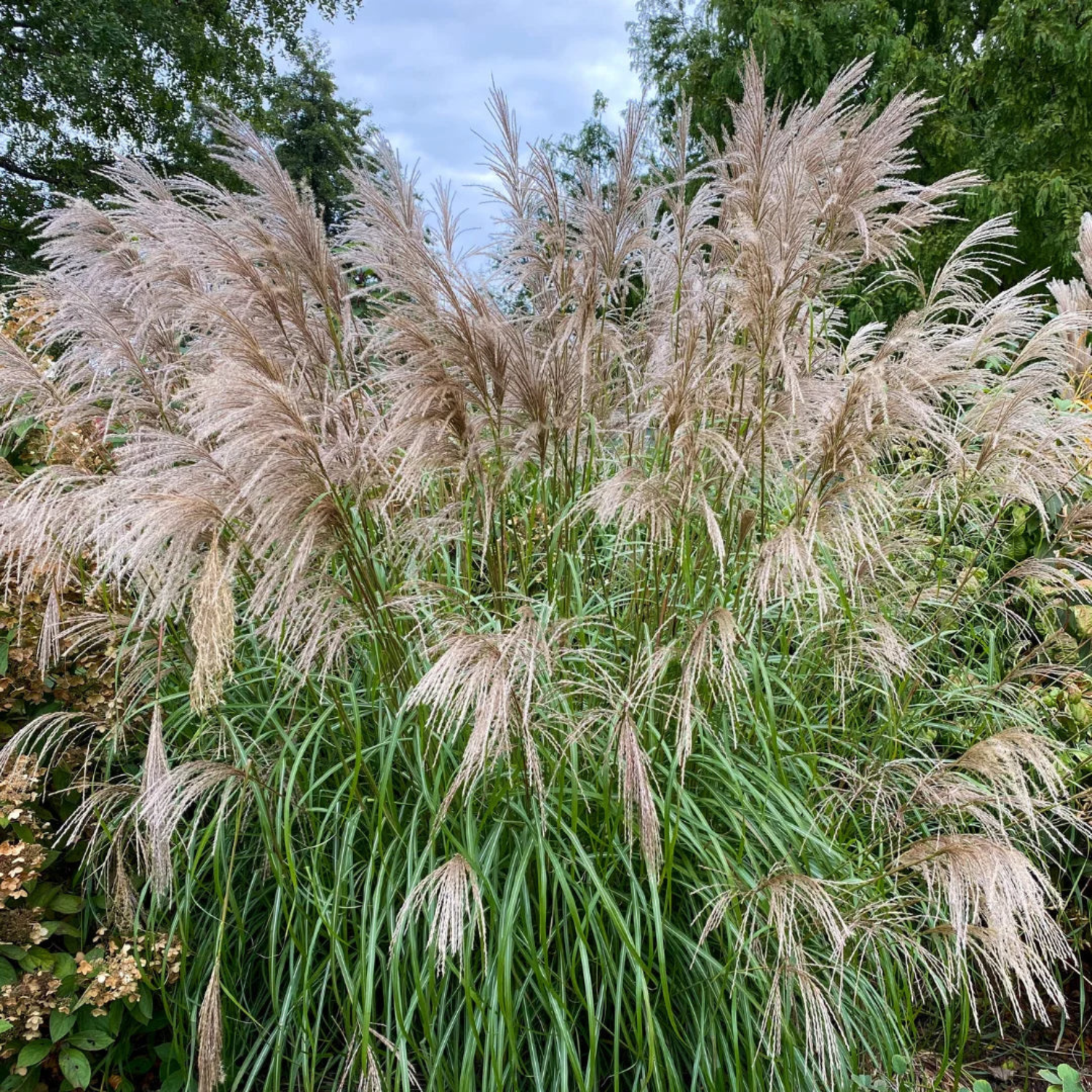 A large ornamental grass plant with long green blades and tall, feathery beige-pink plumes, photographed outdoors among trees and shrubs.