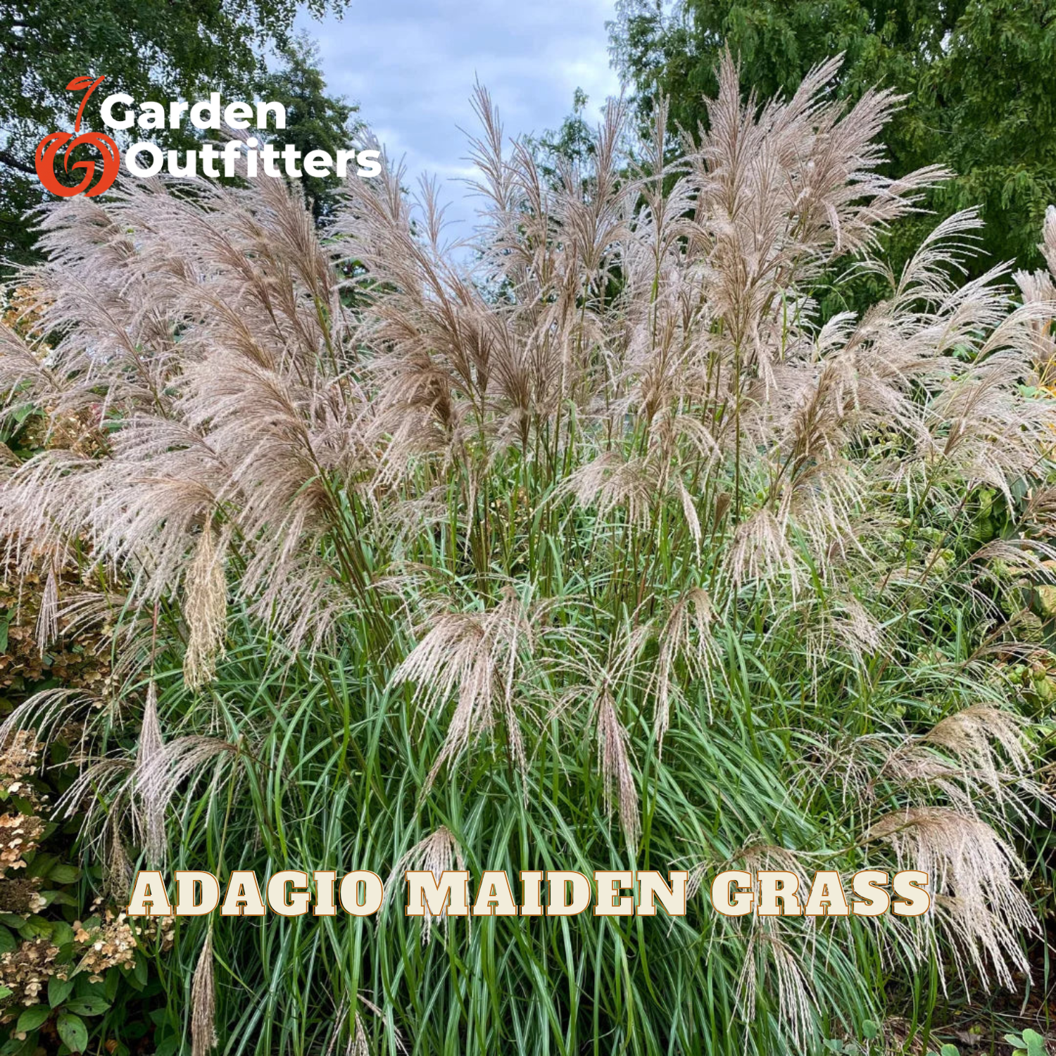 A large clump of Adagio Maiden Grass with tall, feathery beige plumes and green leaves, shown outdoors with trees and sky in the background. Text overlays read 'Garden Outfitters' and 'ADAGIO MAIDEN GRASS'.