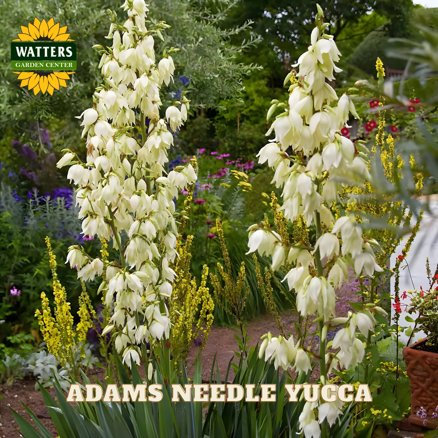 Adams Needle Yucca plants in a garden setting with Watters Garden Center branding.