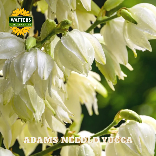 White Adams Needle Yucca flowers with Watters Garden Center logo.