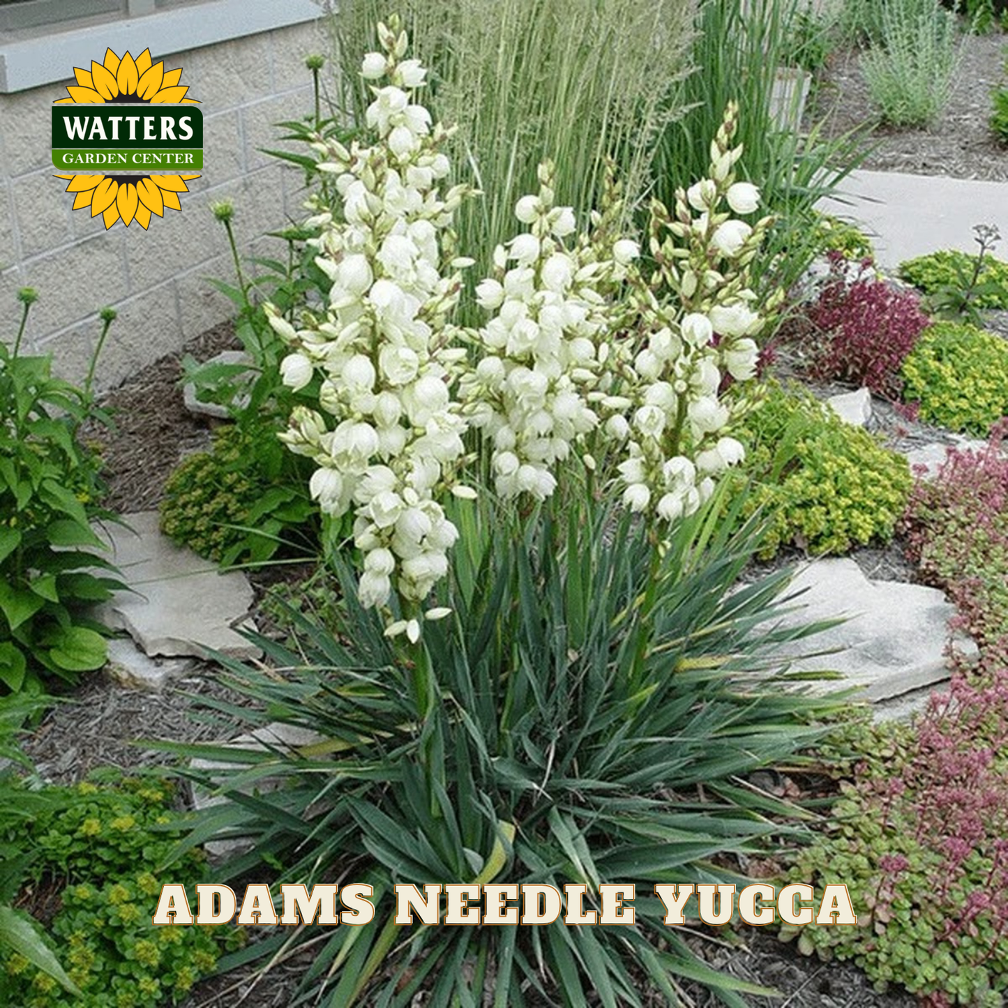 Adams Needle Yucca plant in a garden setting with Watters Garden Center branding.