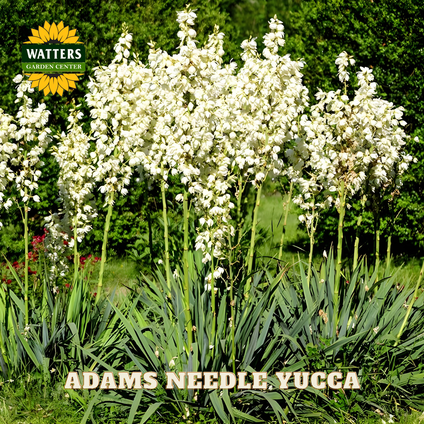 White Adams Needle Yucca plants with Watters Garden Center logo in the corner.