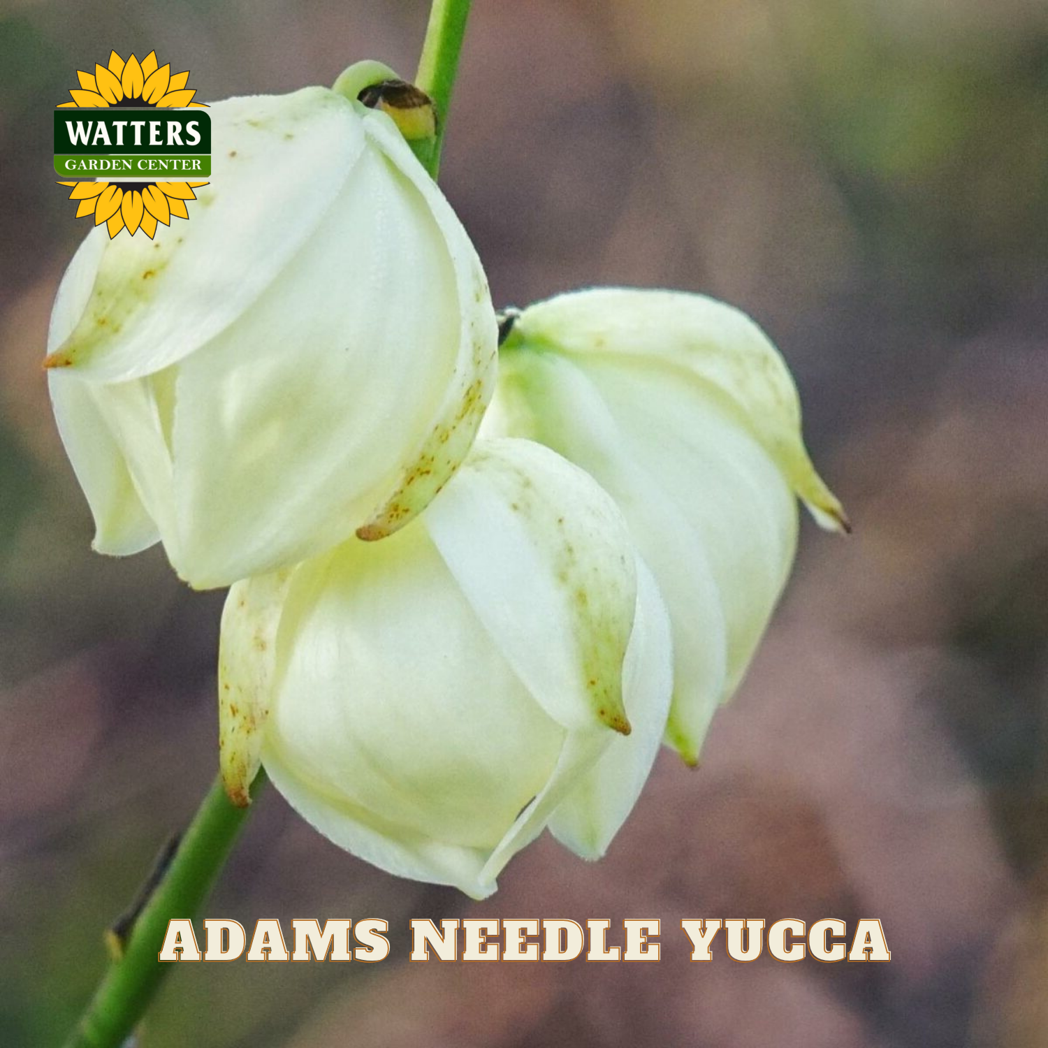Adams Needle Yucca with Watters Garden Center logo