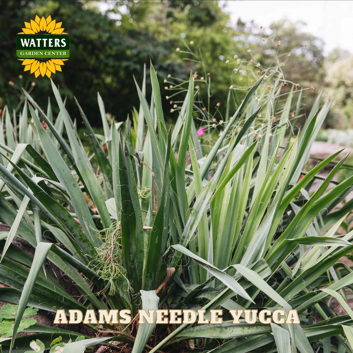 Adams Needle Yucca plant with Watters Garden Center branding in the background.