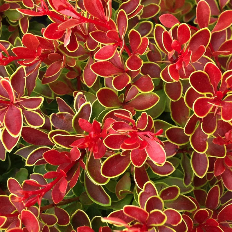 ADMIRATION BARBERRY 2gal
