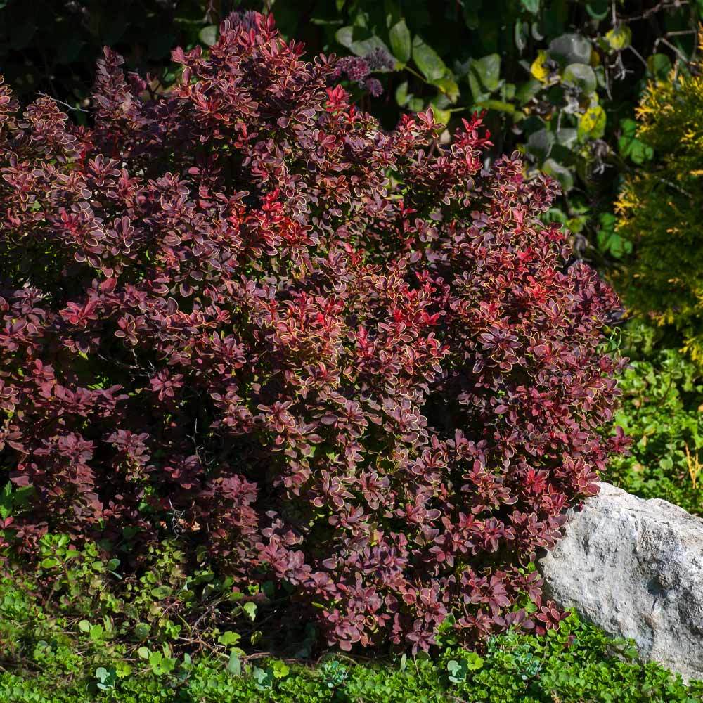 ADMIRATION BARBERRY 3gal