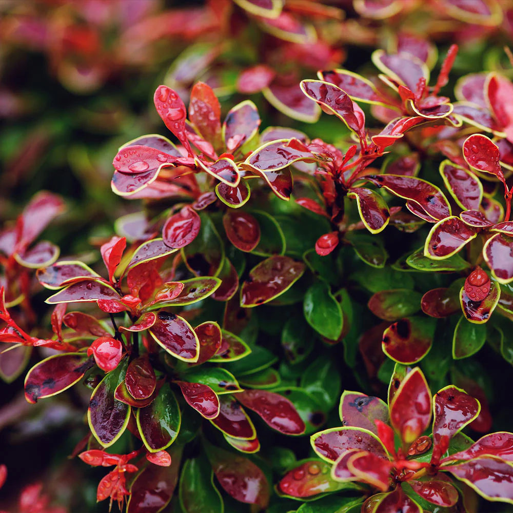 ADMIRATION BARBERRY 3gal
