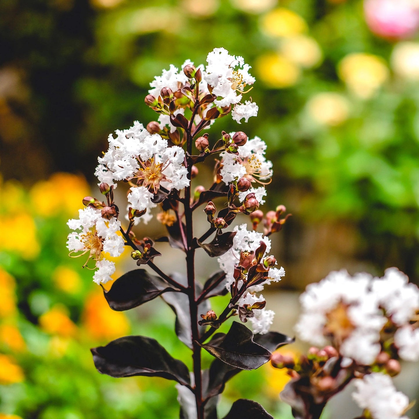 LUNAR MAGIC CRAPE MYRTLE 2gal