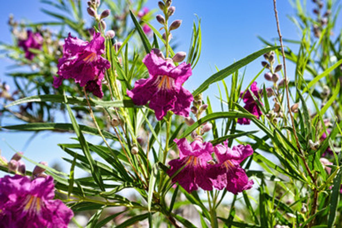 BURGUNDY DESERT WILLOW TREE 15gal