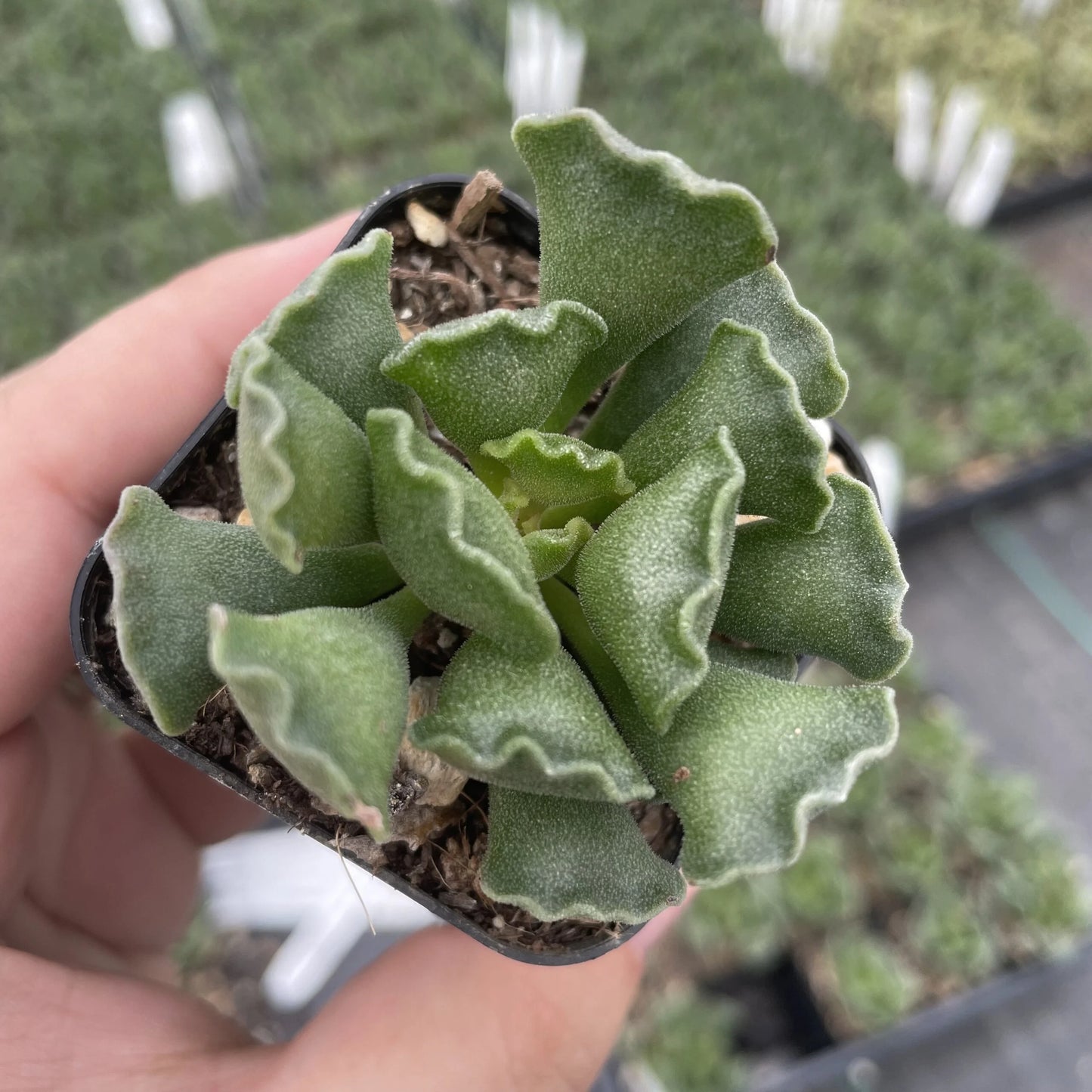 Crinkle Leaf Succulent