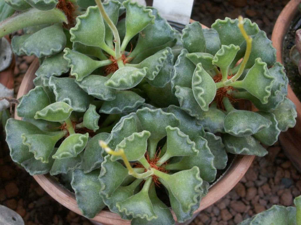 Crinkle Leaf Succulent