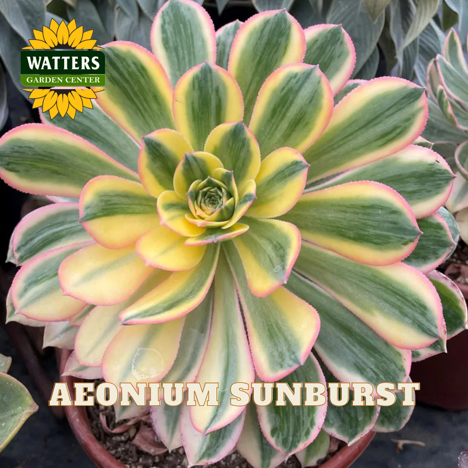 Aeonium Sunburst succulent with Watters Garden Center branding.