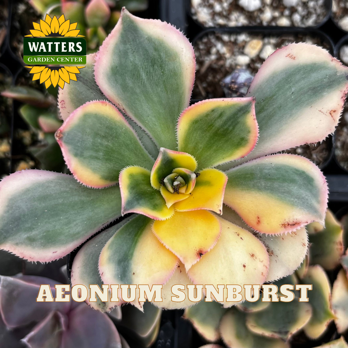 Succulent plant with pink and yellow edges labeled 'Aeonium Sunburst' from Watters Garden Center.
