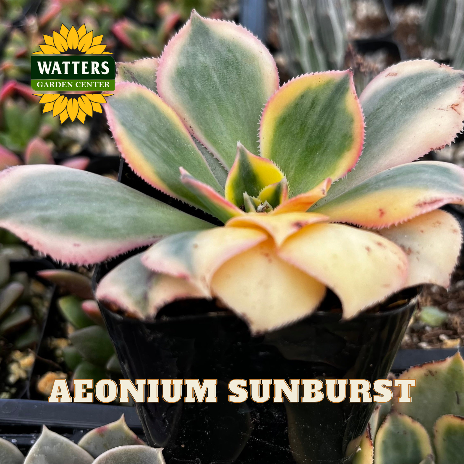 Potted Aeonium Sunburst plant with Watters Garden Center logo