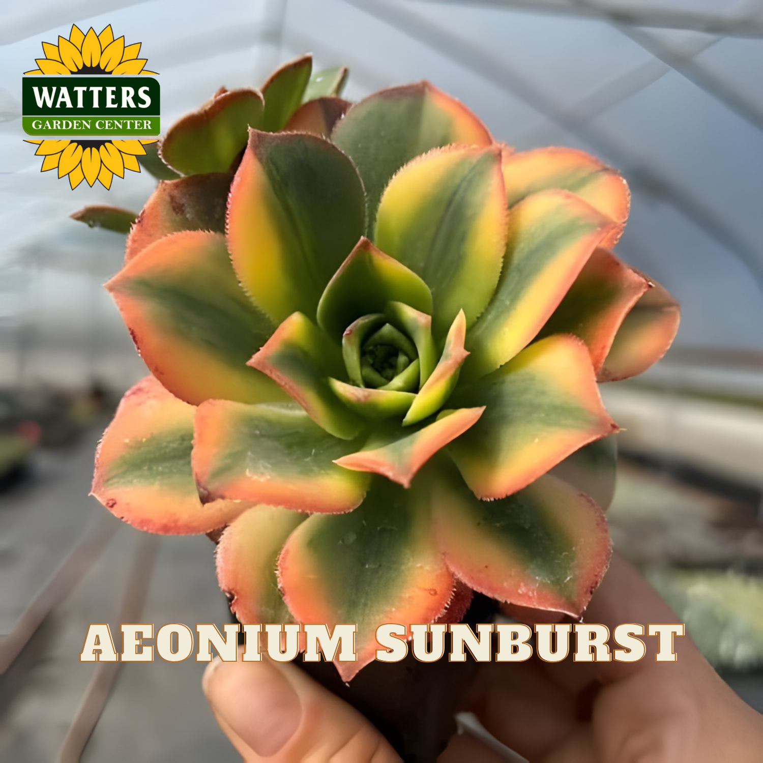 Succulent plant labeled 'Aeonium Sunburst' held by a hand with Watters Garden Center branding.