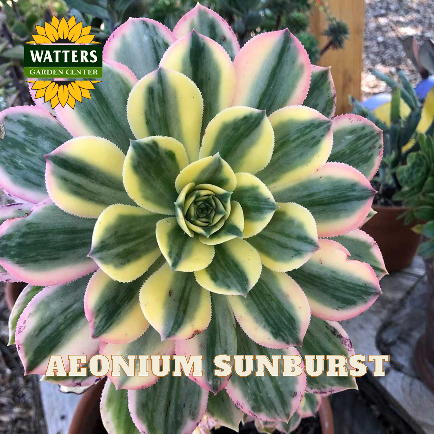 Succulent plant labeled 'Aeonium Sunburst' with Watters Garden Center logo.