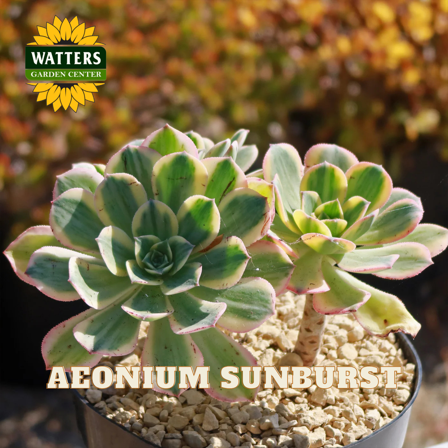 Potted Aeonium Sunburst succulent plant with Watters Garden Center logo.