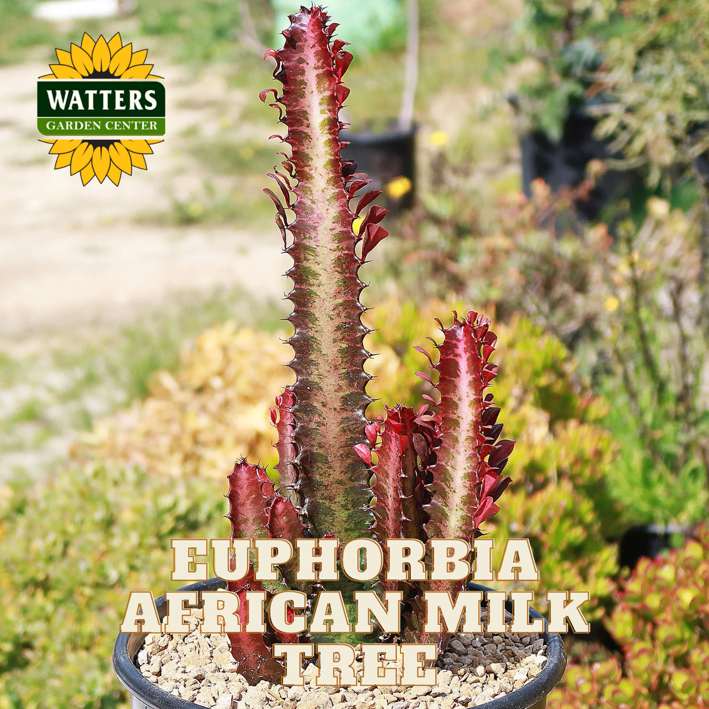 AFRICAN MILK TREE EUPHORBIA 3gal