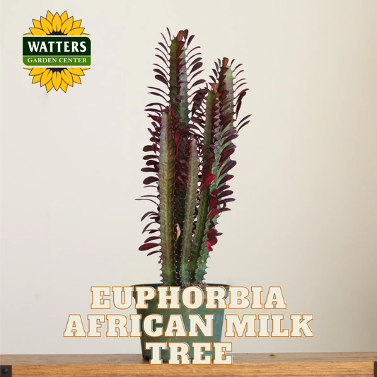 AFRICAN MILK TREE EUPHORBIA 3gal
