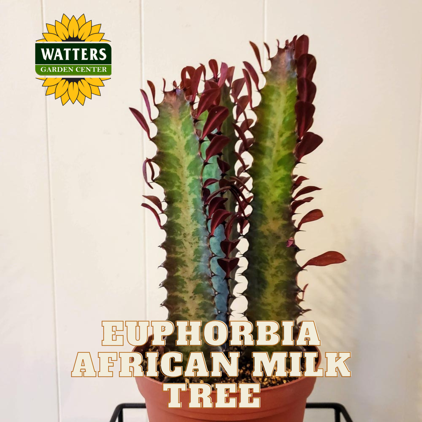 AFRICAN MILK TREE EUPHORBIA 3gal