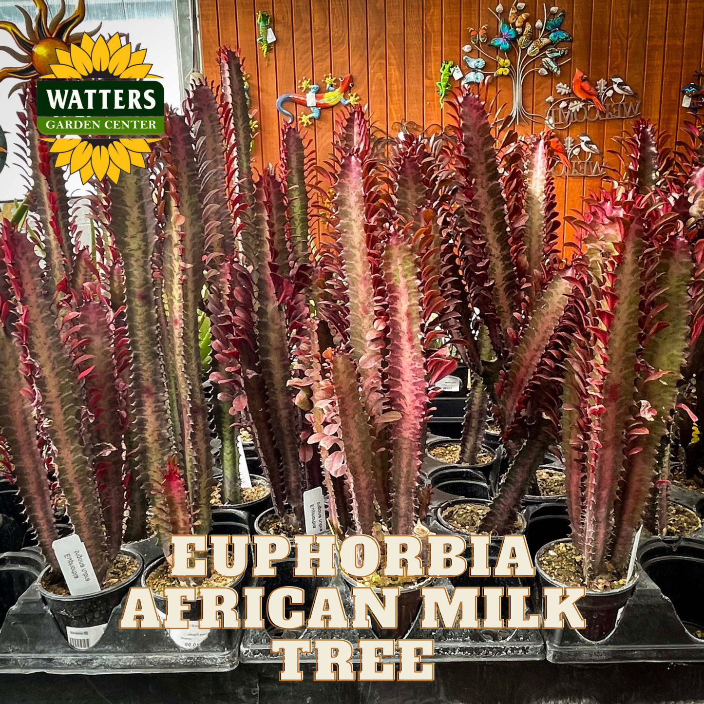 AFRICAN MILK TREE EUPHORBIA 3gal