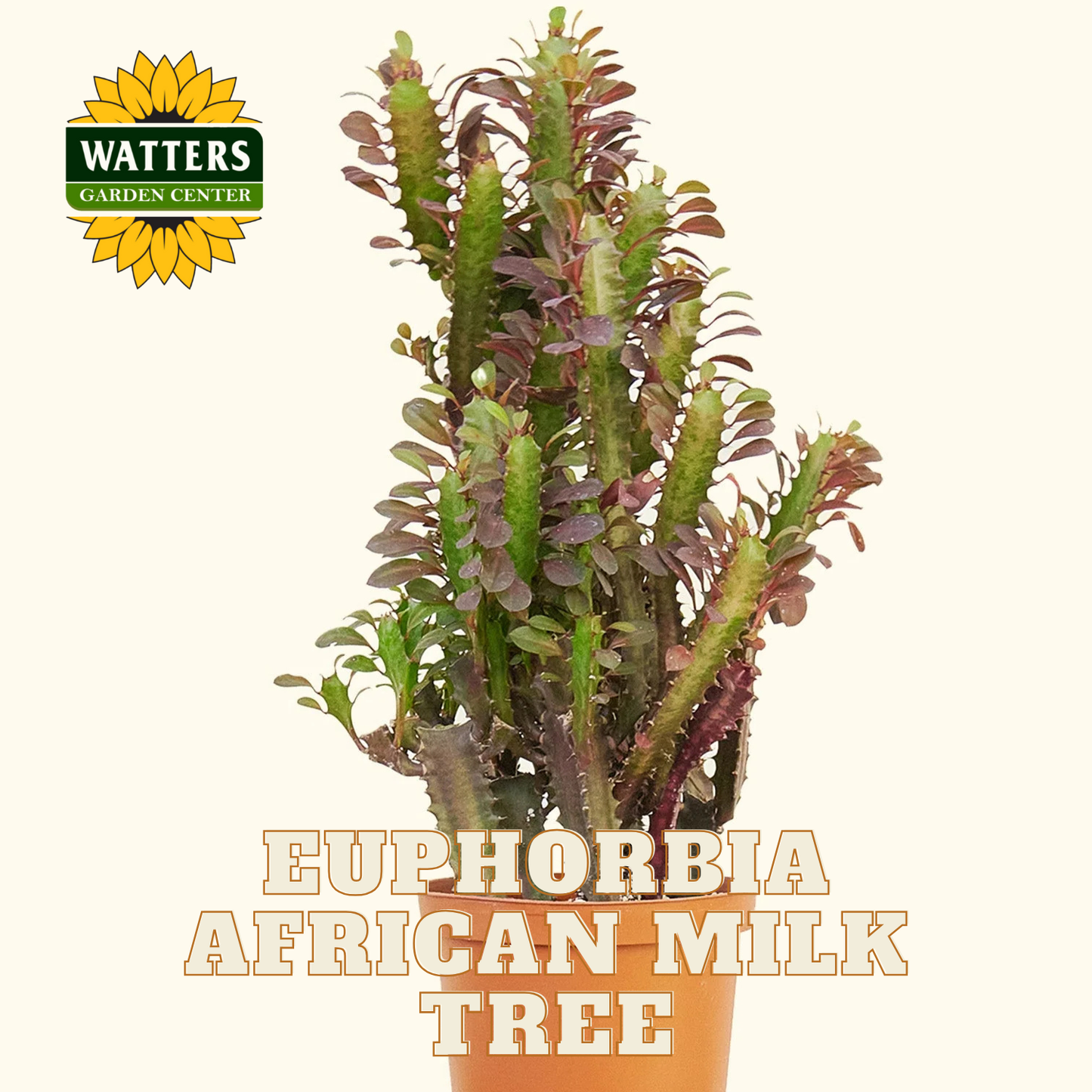 AFRICAN MILK TREE EUPHORBIA 3gal