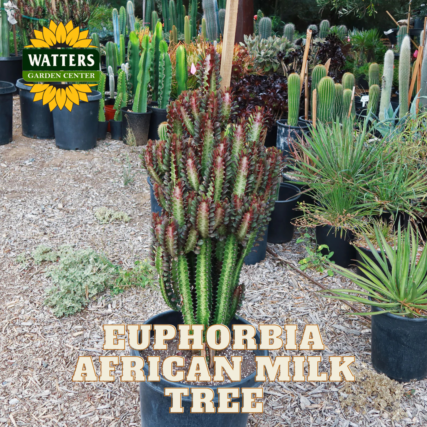 AFRICAN MILK TREE EUPHORBIA 3gal