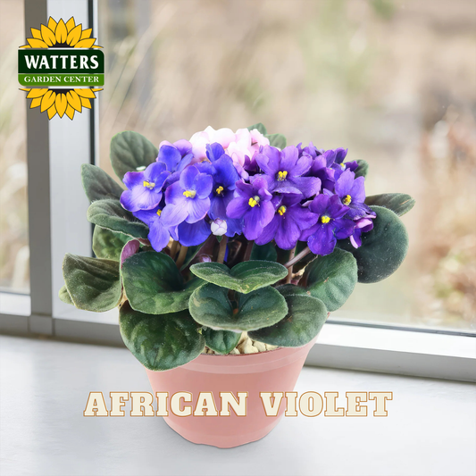 Potted African violet with Watters Garden Center branding on a blurred background