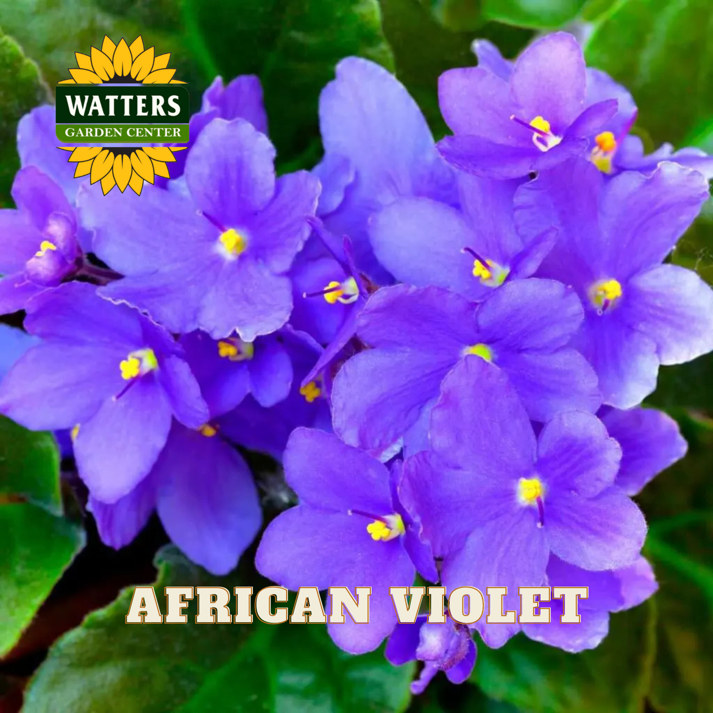 Close-up of purple African violets with Watters Garden Center logo.