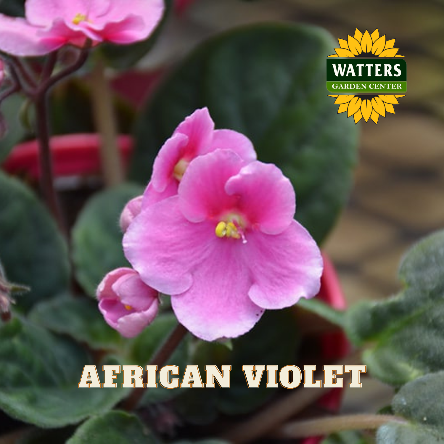 Pink African violet flower with Watters Garden Center logo in the corner.