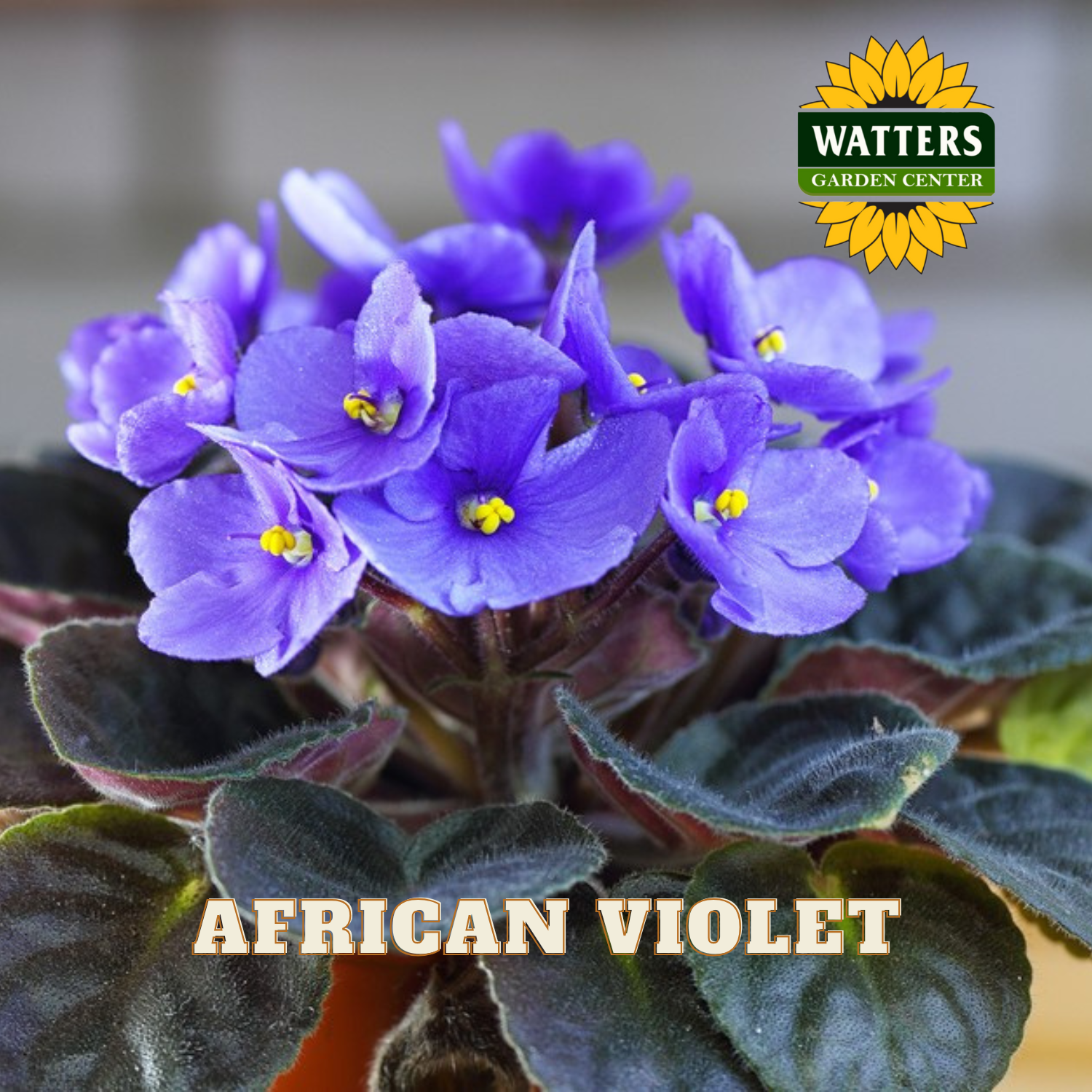 African violet plant with purple flowers and green leaves, branded with Watters Garden Center.
