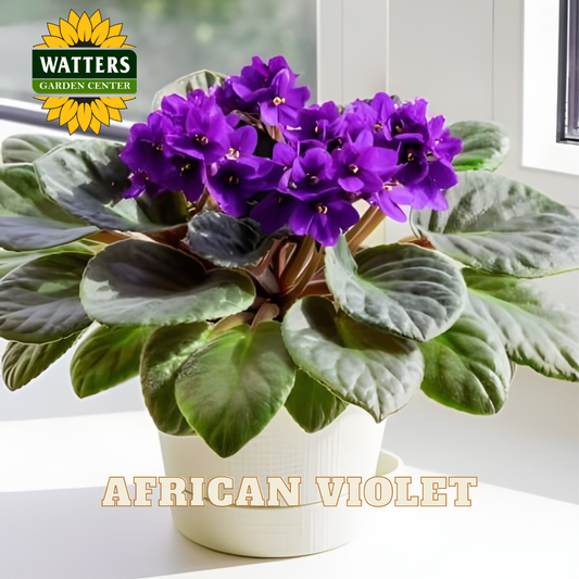 Potted African violet with Watters Garden Center logo