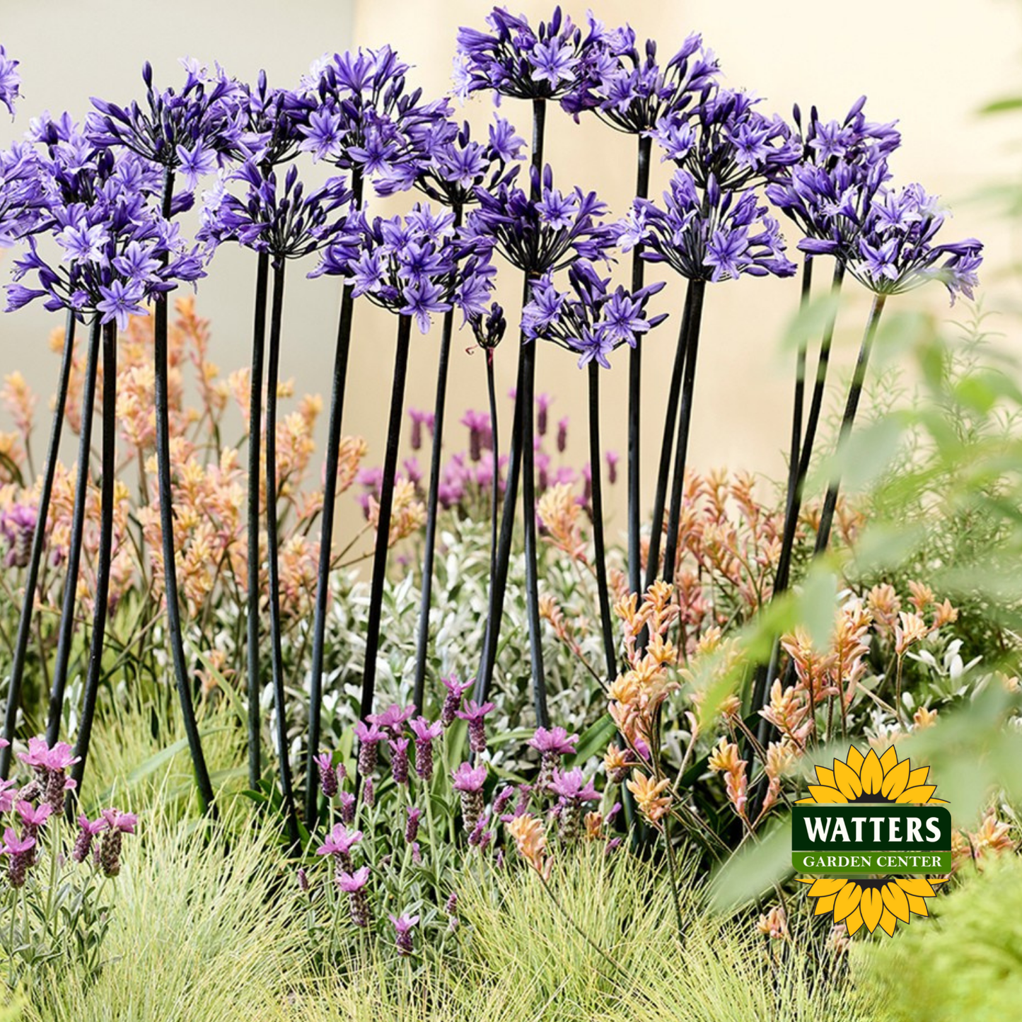 Agapanthus - Black Buddhist